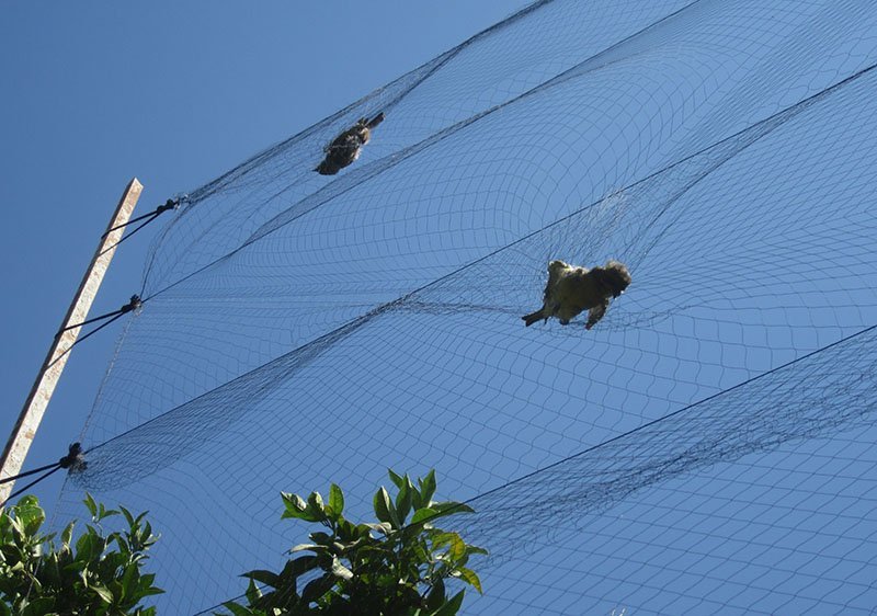 cover Paphos man fined for trapping goldfinches