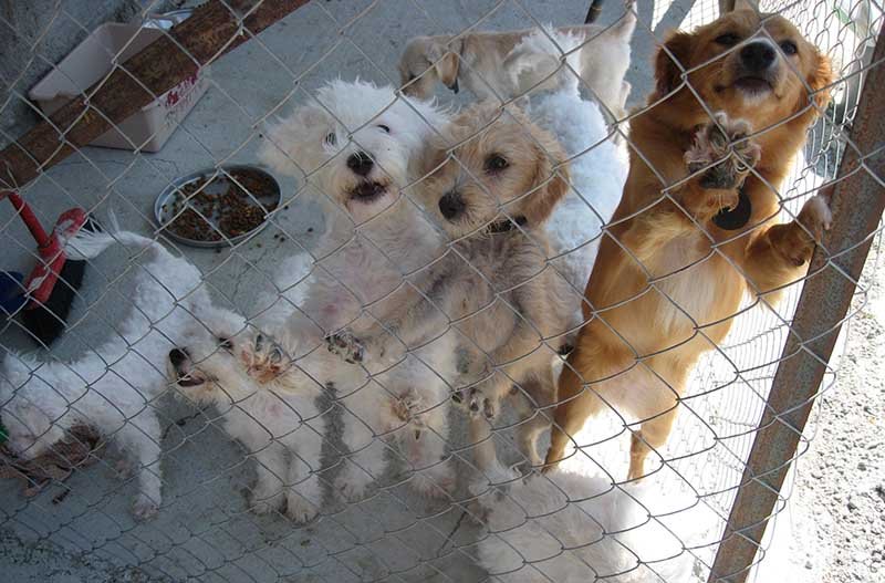 image Animal welfare a priority, president says