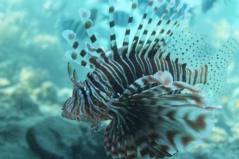 image Consumption of ‘delicious’ lionfish should be promoted, says minister