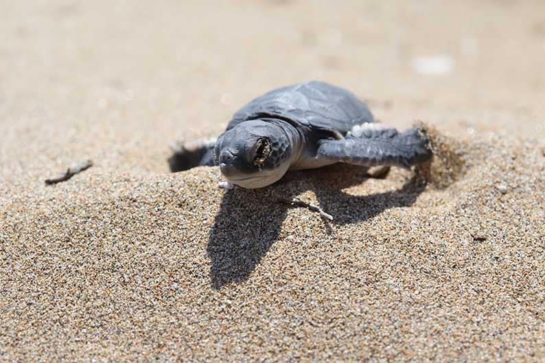 cover Our View: Keeping Lara beach in its natural state is non-negotiable