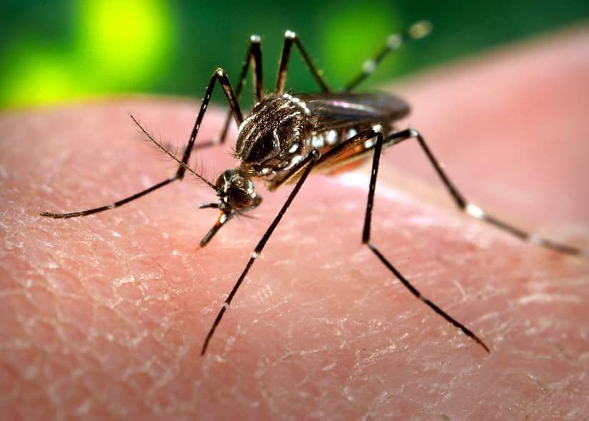 image Bangladesh deaths from dengue cross 400 as outbreak worsens