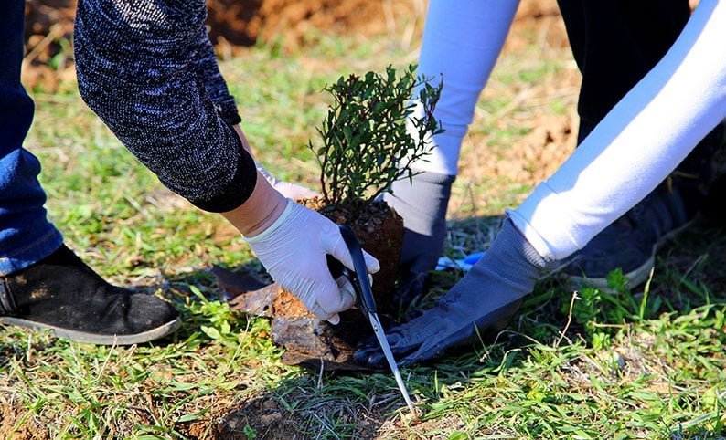 image 60,000 trees to be planted to tackle climate change