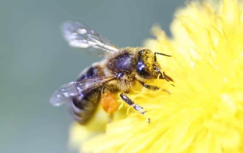 image Festival to highlight important role of bees