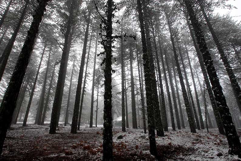 image Police rescue man lost in Troodos forest