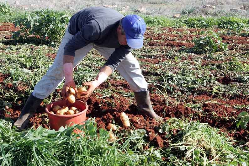 image Potato farmers given until mid month to file for frost damage