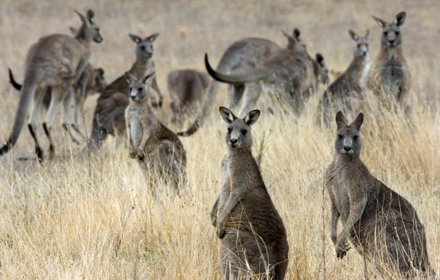 image Kangaroo slaughter case trial set for June