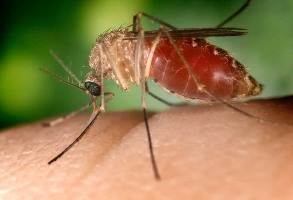 image West Nile virus: no cause for concern
