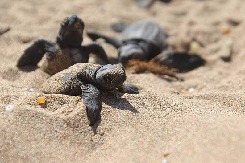 image News podcast: Greens slam the government for allowing development on turtle hatching beaches