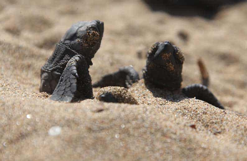 image Ineia leader threatens to dig up turtle nests in Akamas protest (Updated)