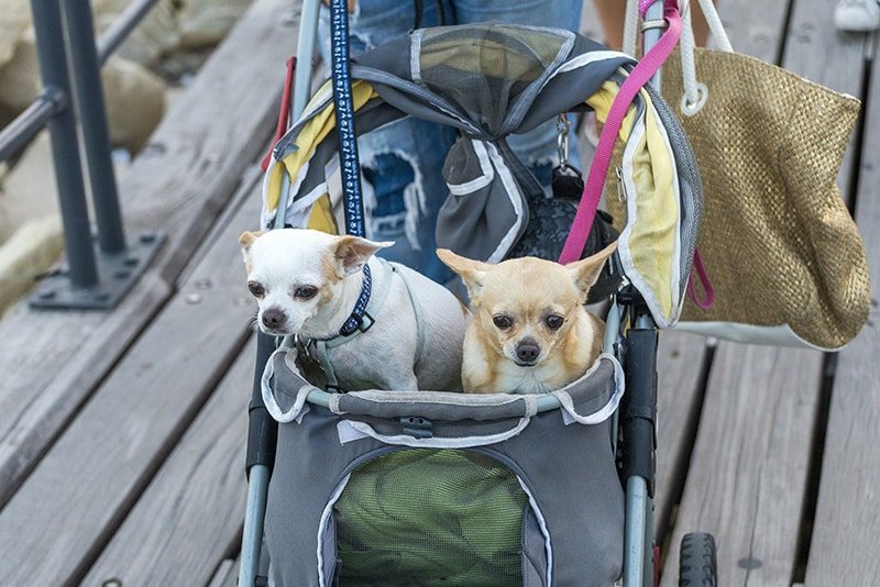 image Animal Party to protest dog ban on Sunday