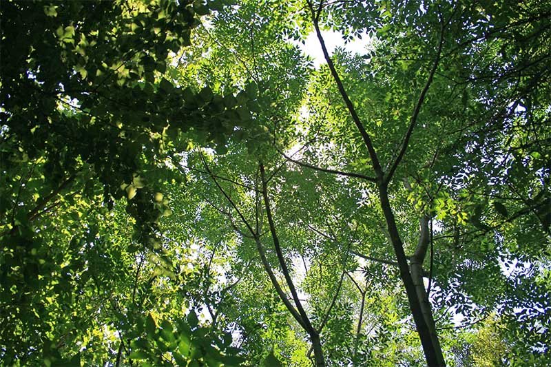 image ‘Week of the Tree’ kicks off on Sunday