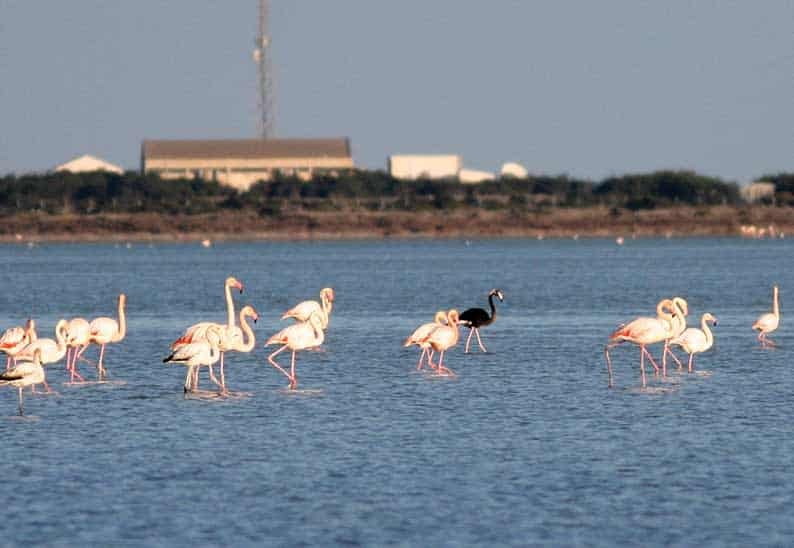 image Nature trails at Larnaca salt lake to get upgrade