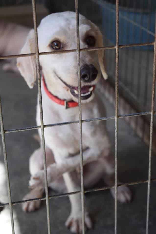 image Paws dog shelter to hold online fundraiser