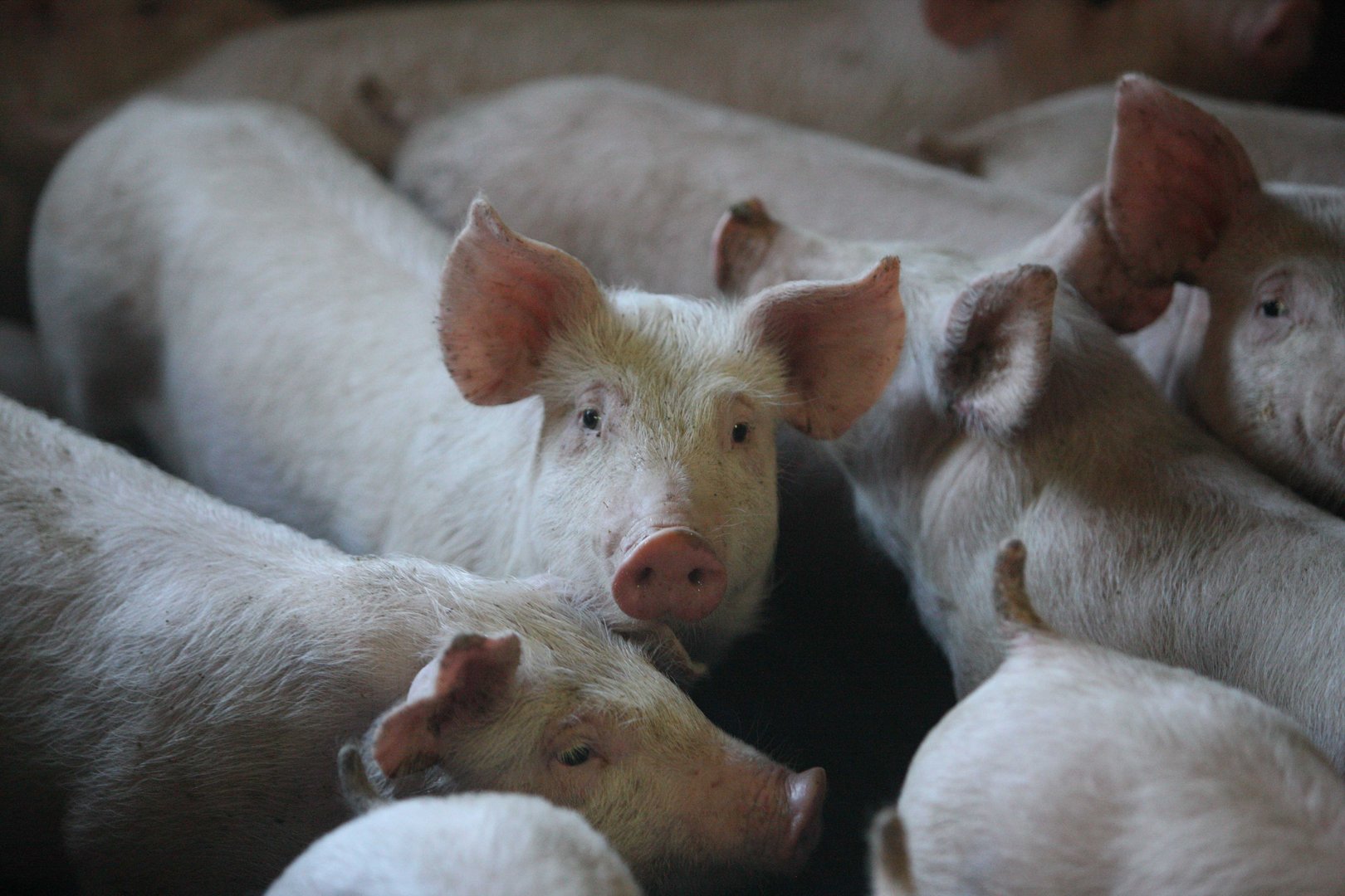 cover First reported case of FMD on a pig farm