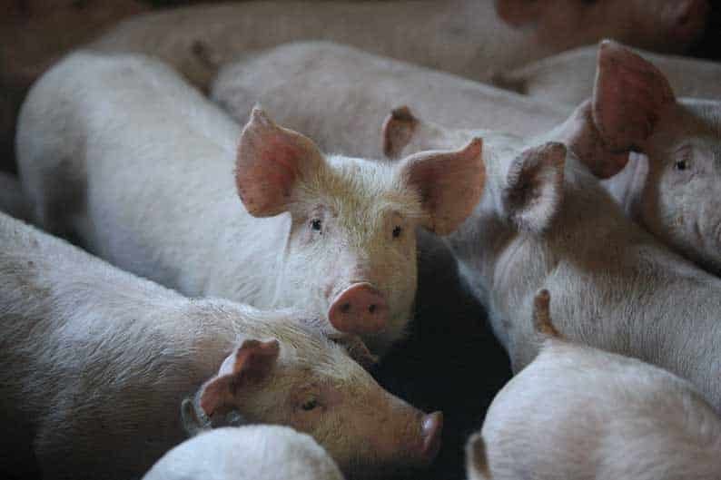 image State aid for livestock breeders approved by cabinet