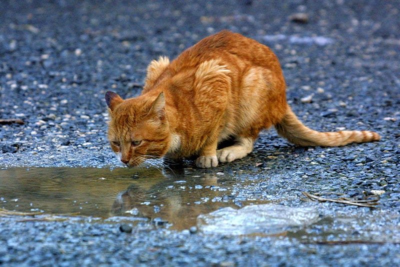 cover Animal Party seeks funding to neuter prison cats