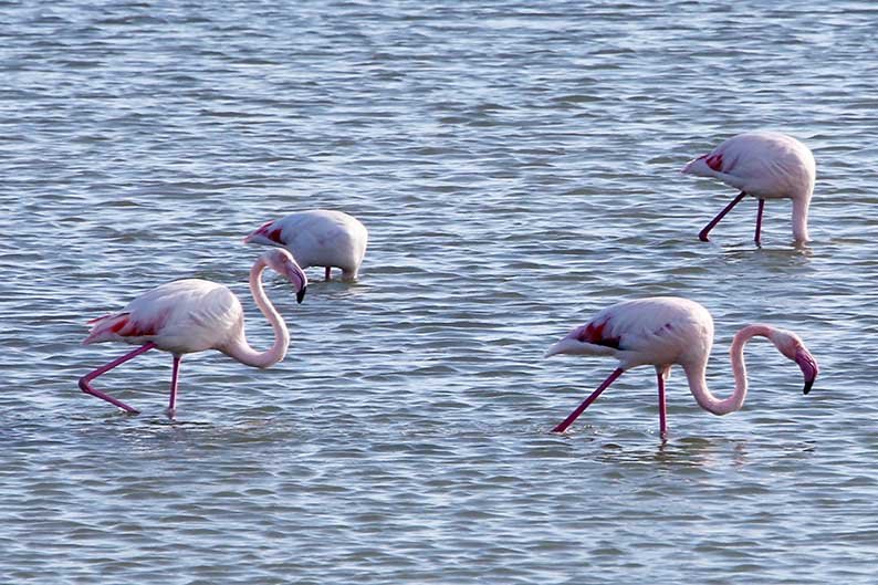 image BirdLife calls on government to enforce new EU lead-shot ban