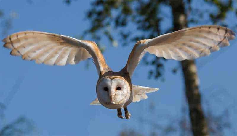 image Chemical use for rodent control down by half, barn owl &#8216;farmer&#8217;s best ally&#8217;