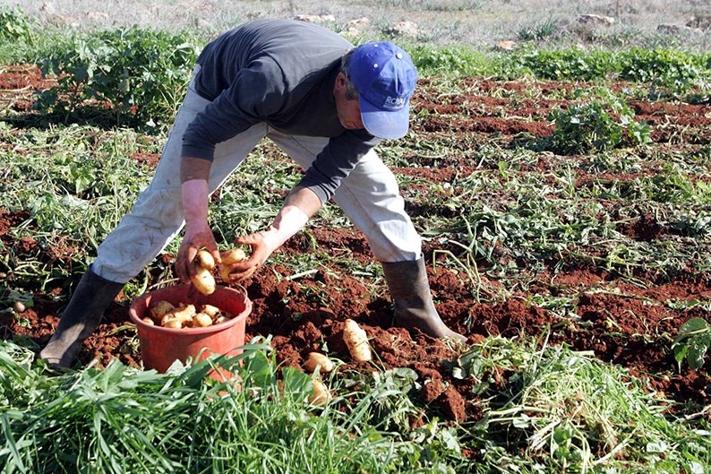 image Potato farmers will take action if state does not support them