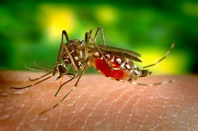 image Larnaca wages war on mosquitoes