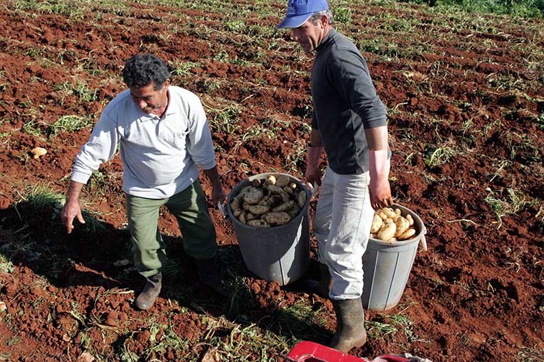 image Potato farmers issue cry for help as costs continue to rise