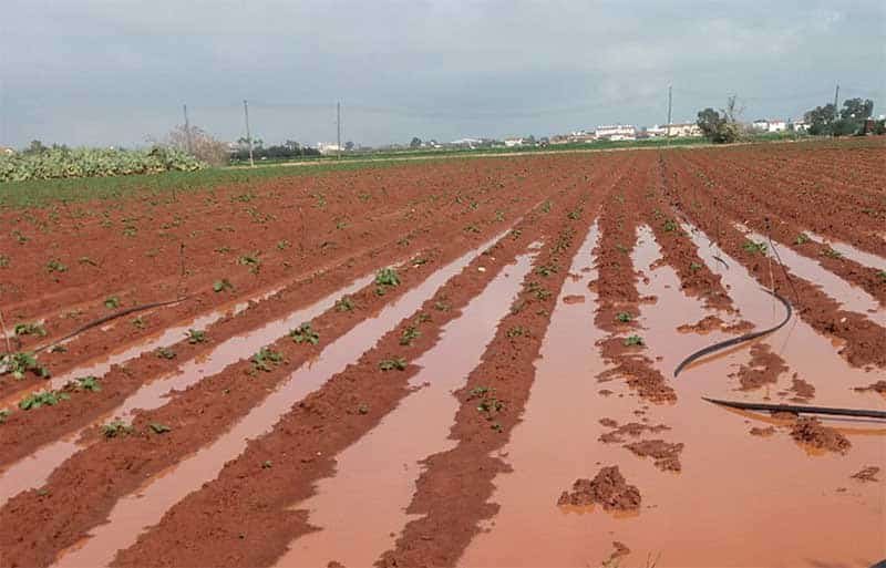 image Potato crops damaged in Famagusta due to severe weather