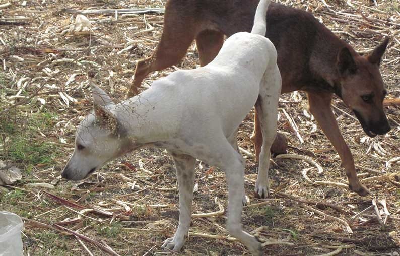 image Assault after dog complaint