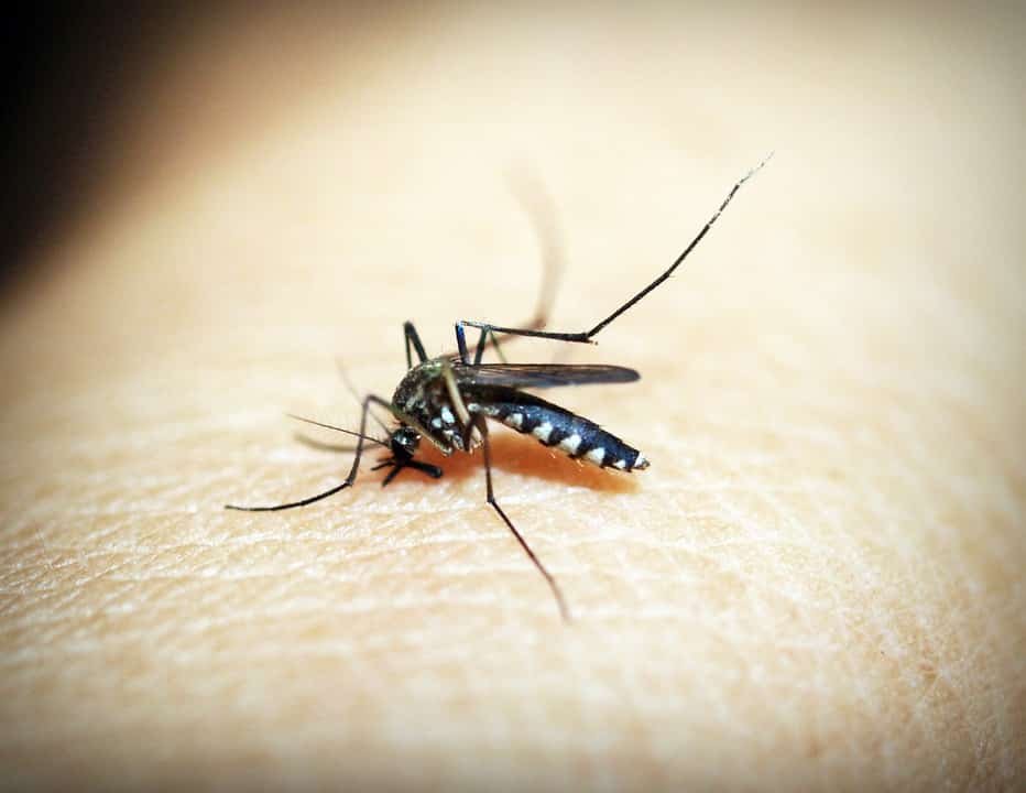image West Nile virus case detected: Health authorities increase measures