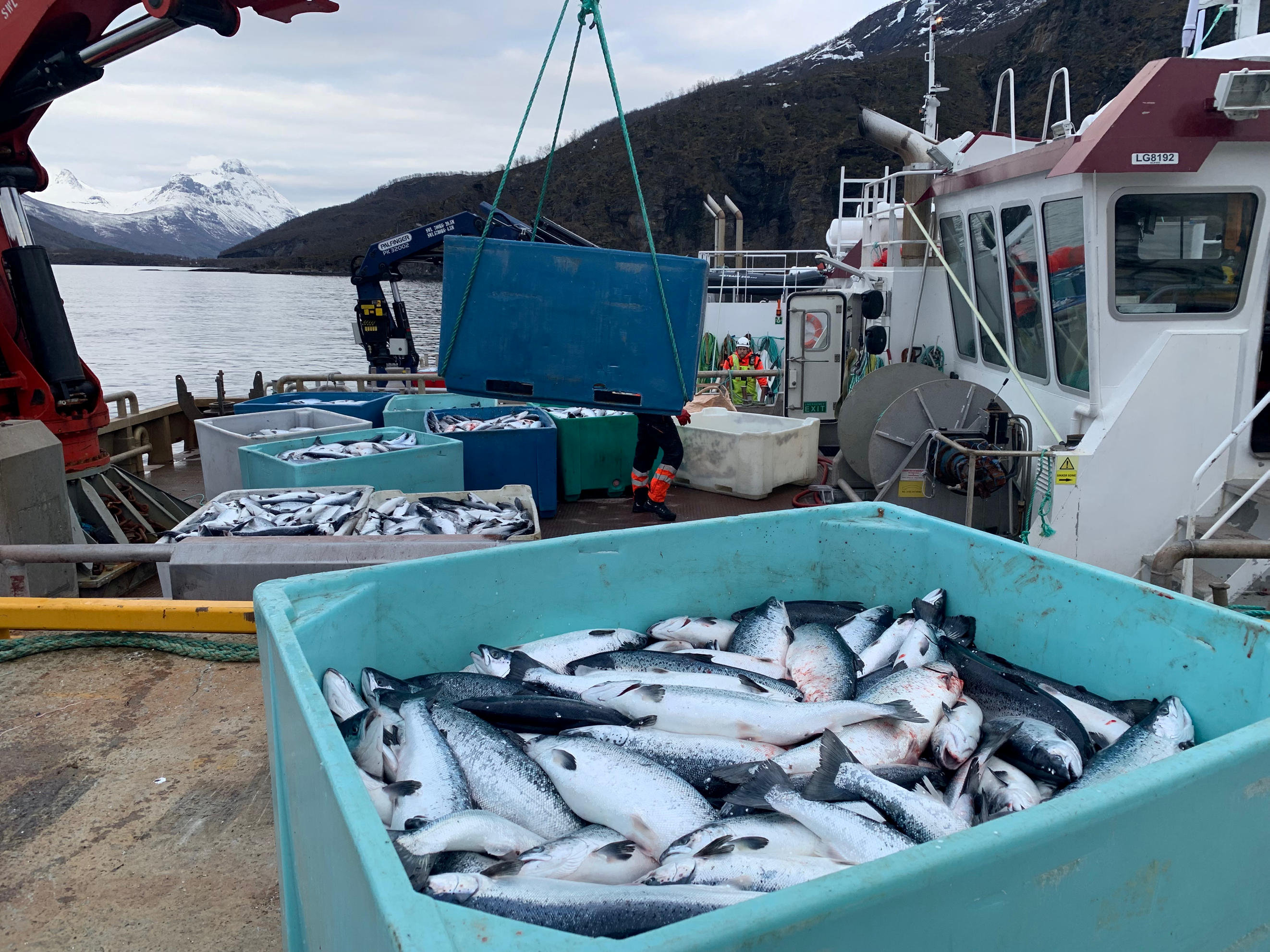 image Fish farm workers in Cyprus strike over unpaid wages