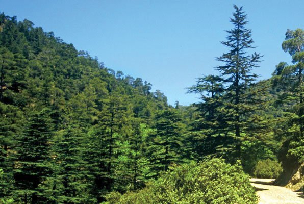 image Forestry department warnings ahead of Easter