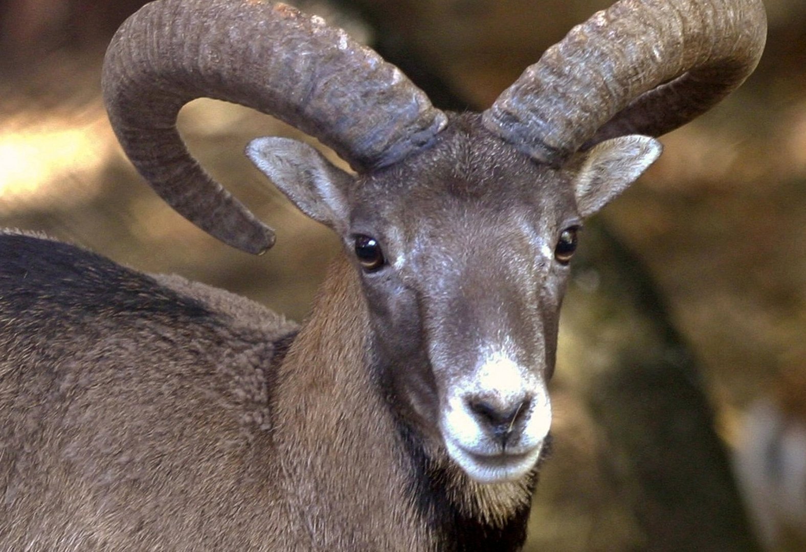 image Three men remanded for illegally hunting mouflon (updated)