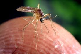 image First West Nile virus case found in Cyprus