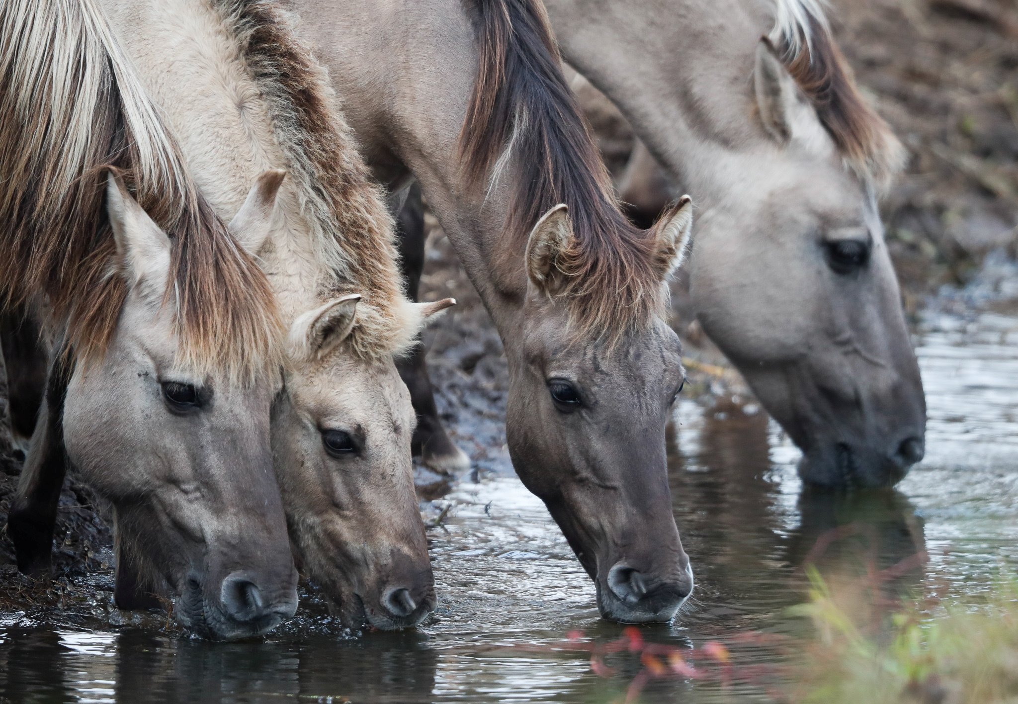 cover Five horses diagnosed with West Nile virus