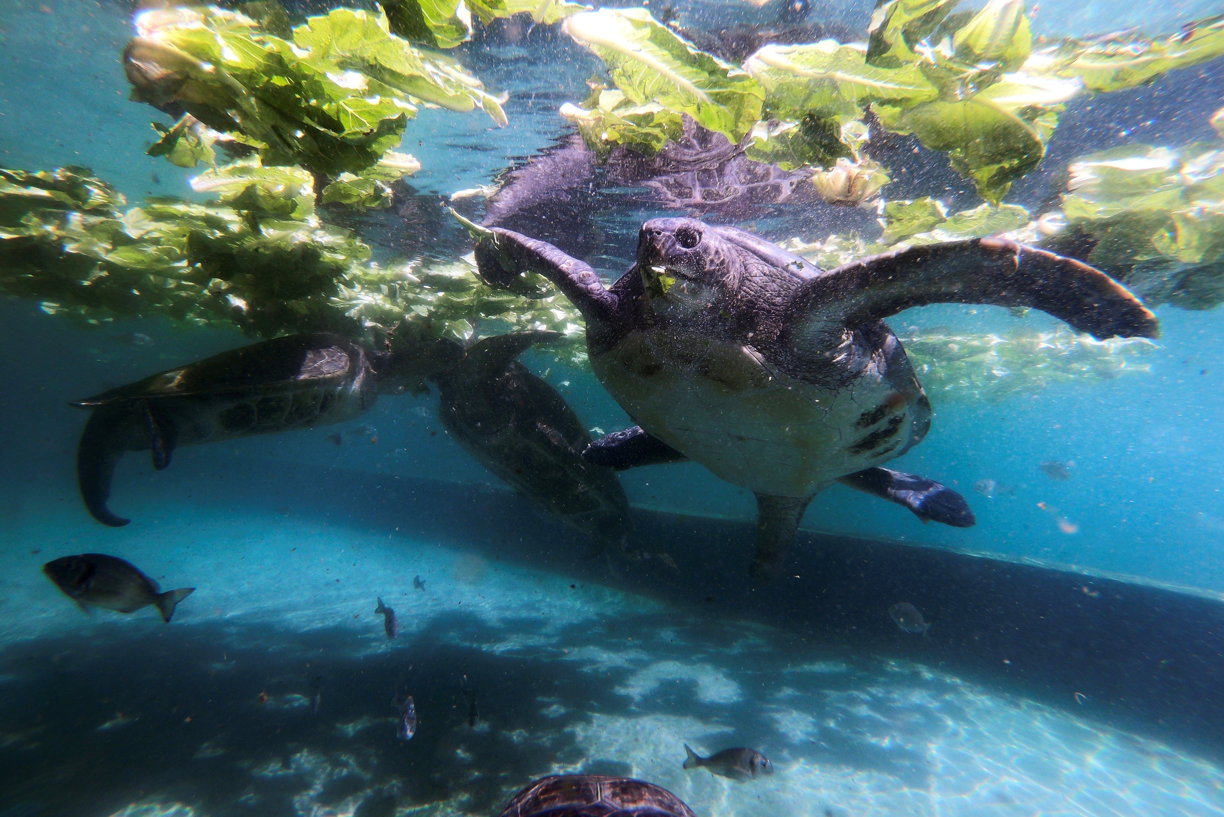 image Fisheries department warns public over harassing turtles
