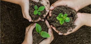 image Tree-planting in area lacking green spaces