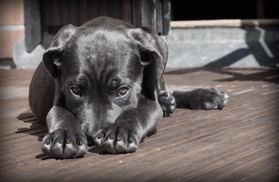 image Engomi municipality organises Dog Adoption Day