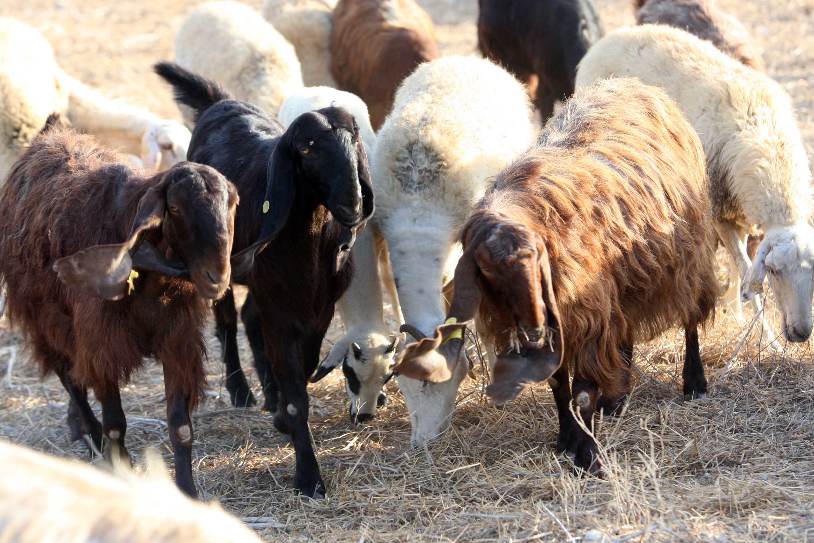 image Illegal animal slaughter investigated in Latsia