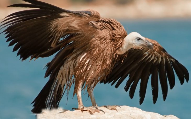 image Arrivals from Spain to boost Griffon vulture population