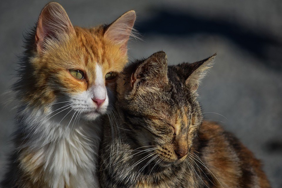 image Complaints over improper cat sterilisation methods