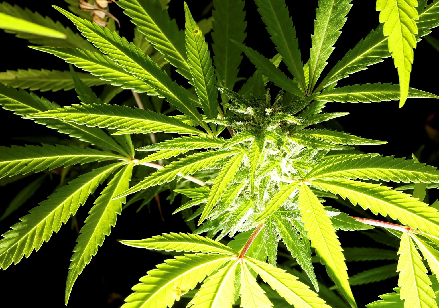 image Arrest for growing cannabis