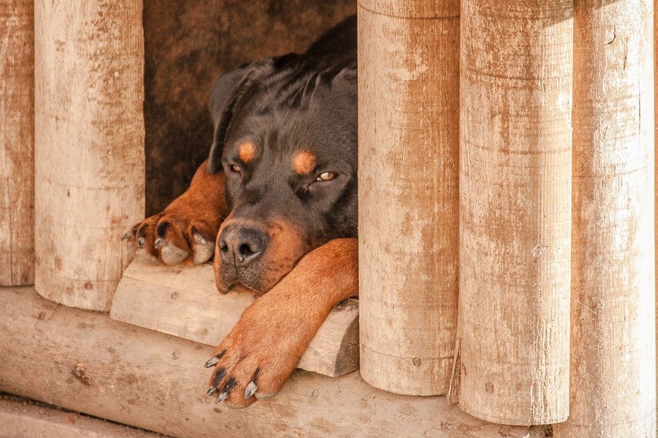 image Boy, attacked by dogs, in stable condition