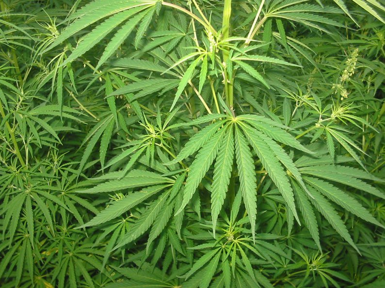 image Suspect in Limassol cannabis bust remanded