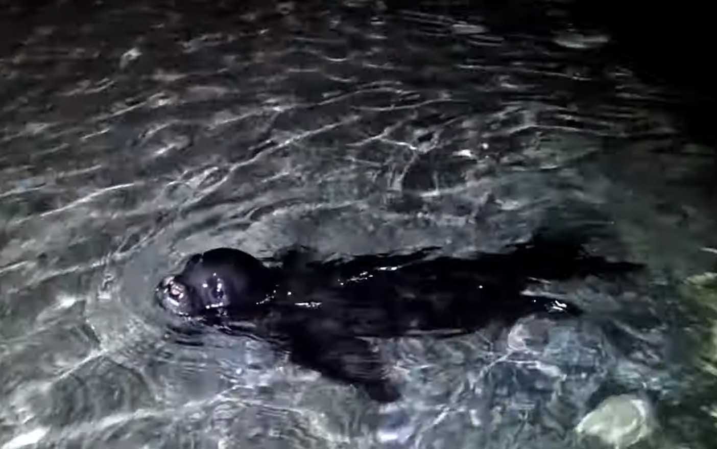 image Video released of seal activity as monitoring continues