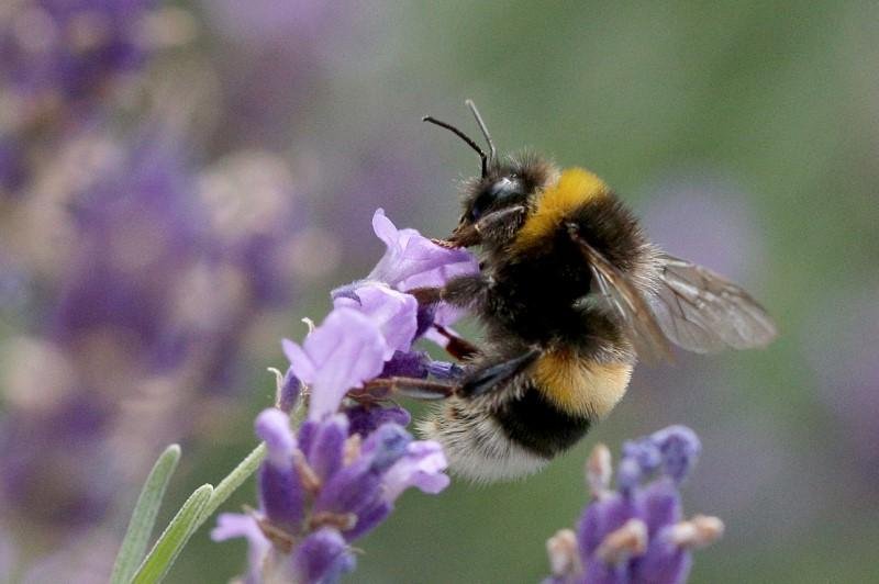 image Bee population in Cyprus down to 25 per cent