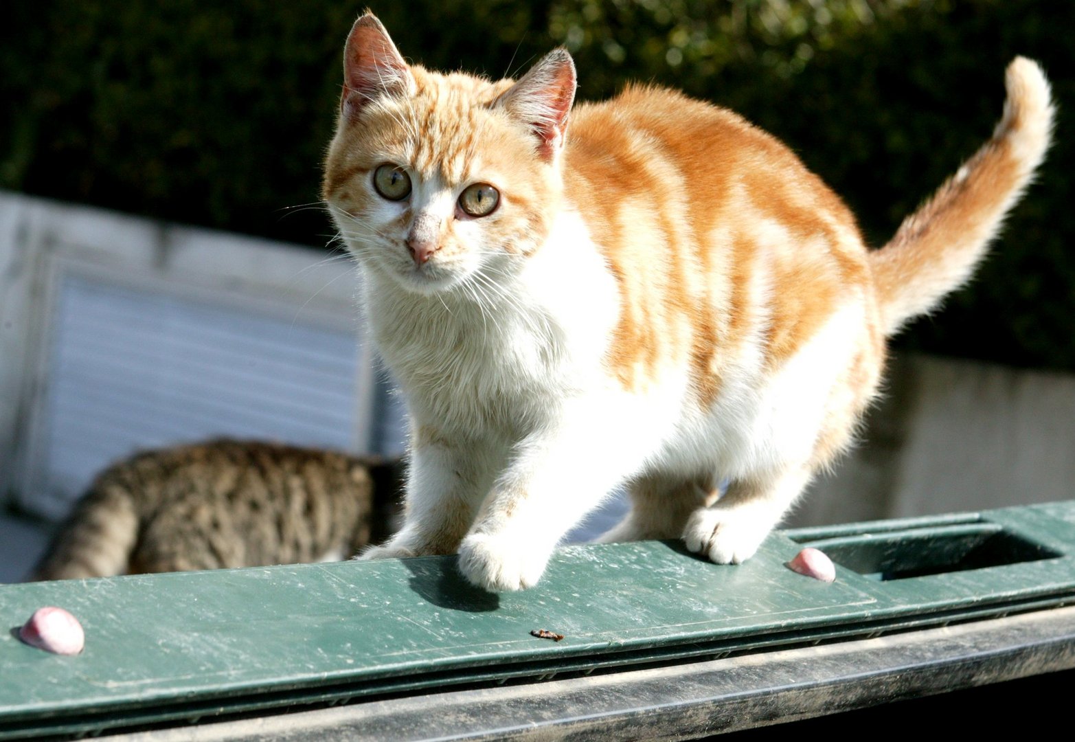 image Animal party calls for human medicine to be made available for cats