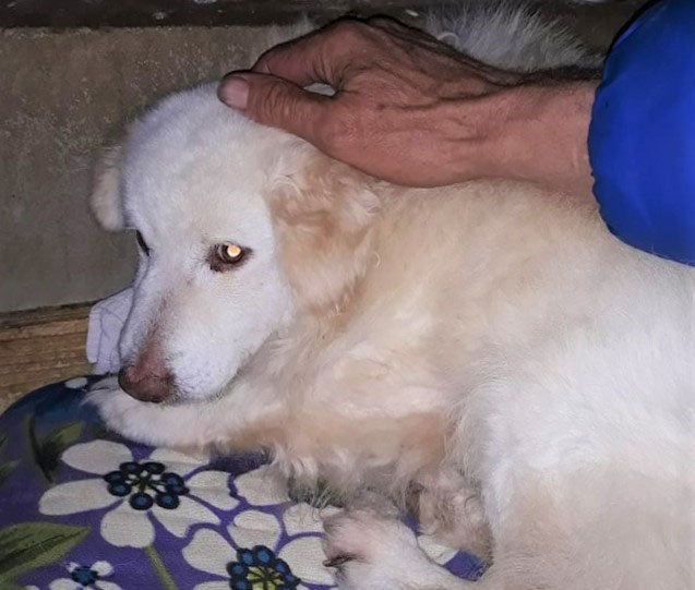 image Free help available for animals affected by Cyprus’ fires