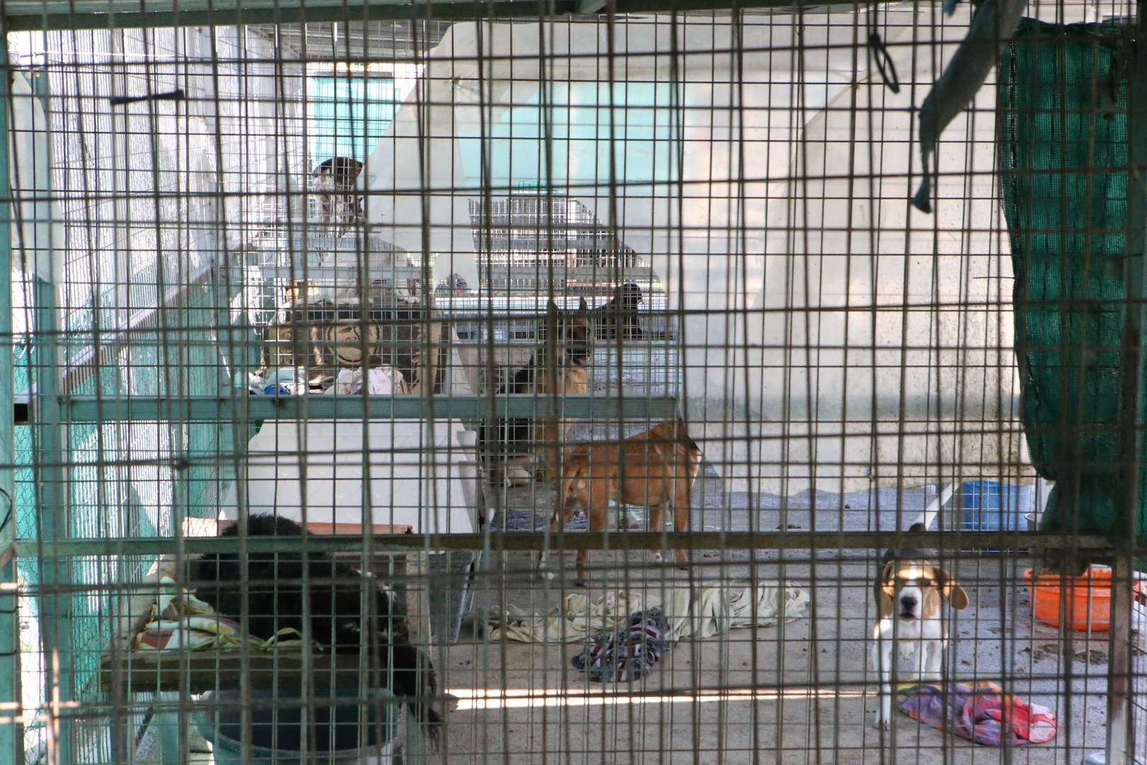 image Voroklini dog shelter overwhelmed with strays