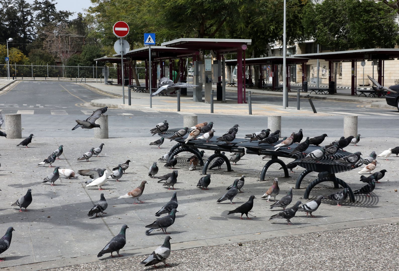image Pigeon stealing suspects released on bail