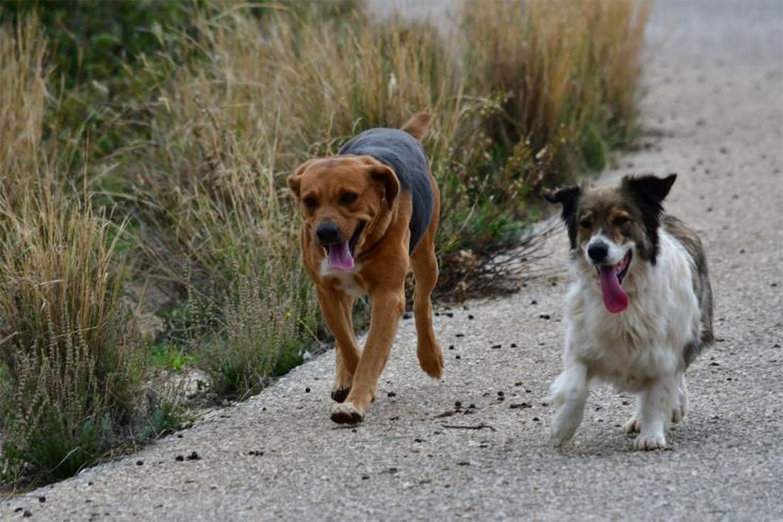 image Tougher sentences for animal cruelty approved in Cyprus