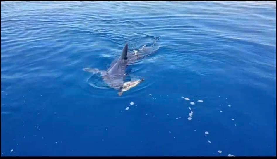image Girl killed in shark attack on Australia&#8217;s west coast